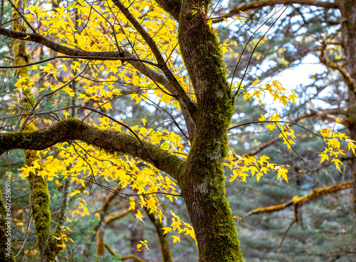 Yellow Autumn leaves and tree with moss covered bark, Yunnan, China