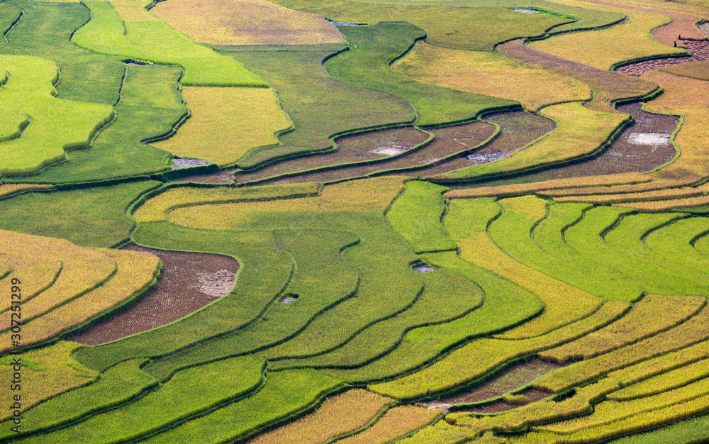 Aerial view of rice terraces forming layered patterns. Vietnam 