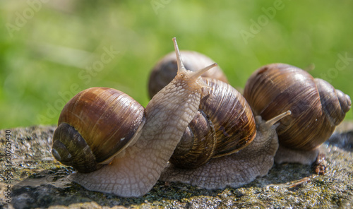 Grape snails sits on the gray stone in summer.