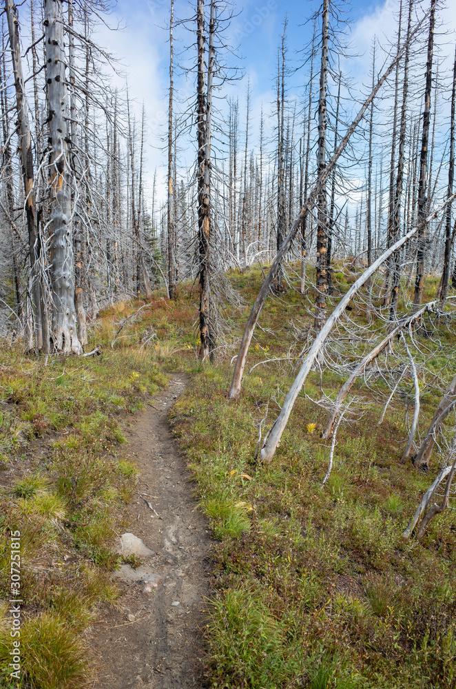 View of the Pacific Crest Trail through wildfire damaged subalpine forest, Mt. Adams Wilderness, Gifford Pinchot National Forest, Washington,Hiking trail through fire damaged & recovering forest and wilderness View of the Pacific Crest Trail through wildfire damaged subalpine forest, Mt. Adams Wilderness, Gifford Pinchot National Forest, Washington,Hiking trail through fire damaged & recovering forest and wilderness