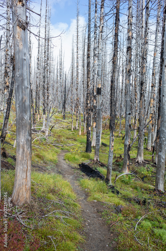 View of the Pacific Crest Trail through wildfire damaged subalpine forest, Mt. Adams Wilderness, Gifford Pinchot National Forest, Washington,Hiking trail through fire damaged & recovering forest and wilderness View of the Pacific Crest Trail through wildfire damaged subalpine forest, Mt. Adams Wilderness, Gifford Pinchot National Forest, Washington,Hiking trail through fire damaged & recovering forest and wilderness
