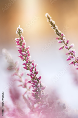 Frosted heather flowers in sunlight  winter in the garden