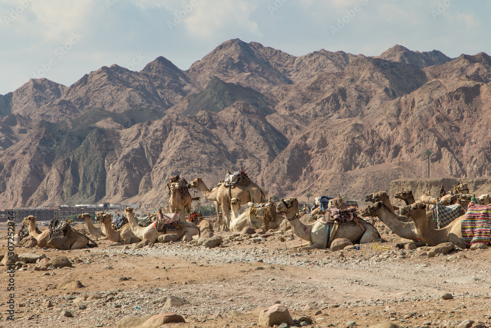 A group of camels resting in a rocky desert. Egypt, the Sinai Peninsula.