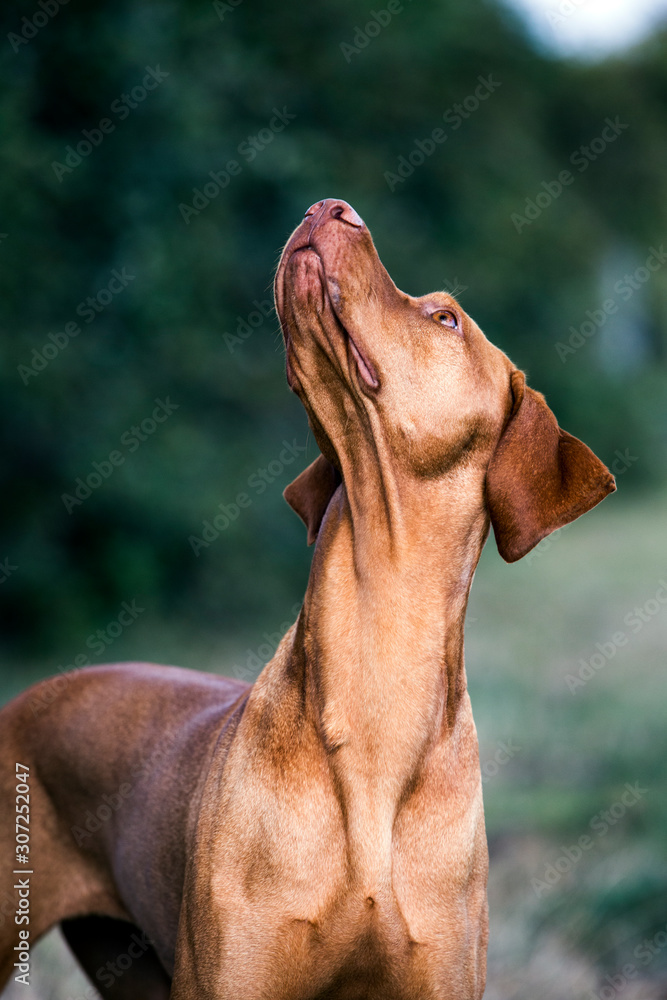 Portrait of Vizla dog looking up. Portrait of Vizla dog looking up.
