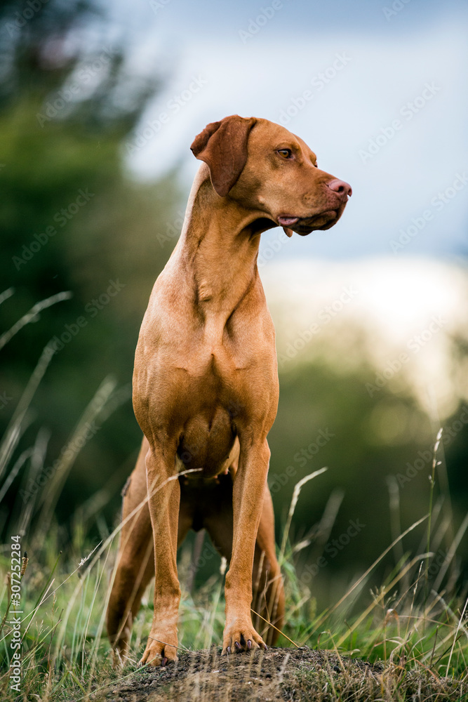 Portrait of Vizla dog standing on a meadow. Portrait of Vizla dog standing on a meadow.