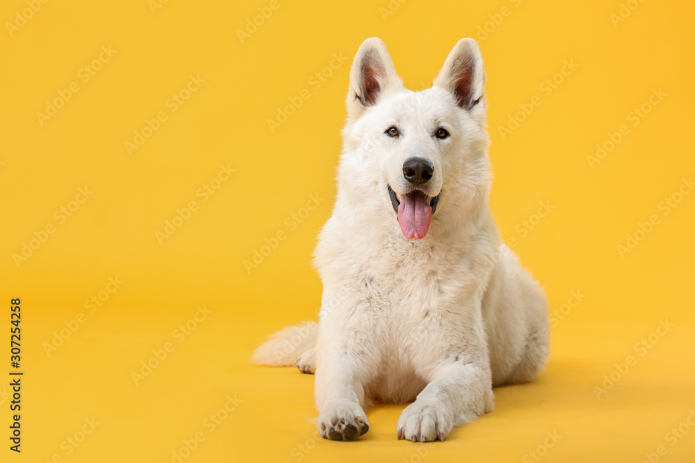 Cute funny dog on color background Cute funny dog on color background