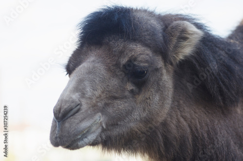 dark camel animal portrait