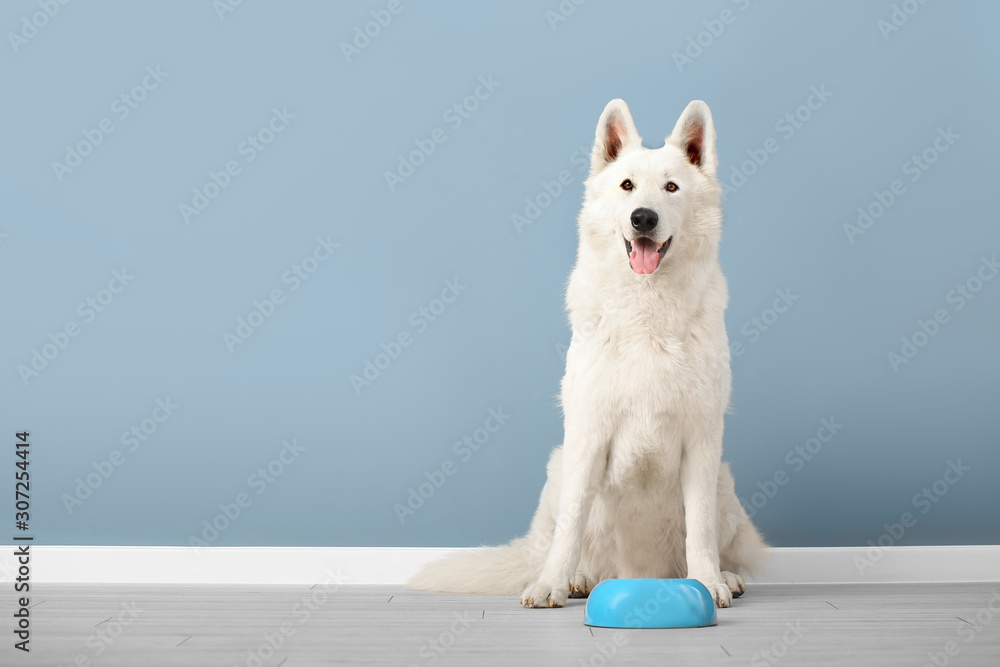 Cute funny dog and bowl with food near color wall - obrazy, fototapety, plakaty 