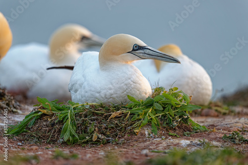 Basstölpel auf Nest beim brüten mit grünen Pflanzen als Nistmaterial, Helgoland
