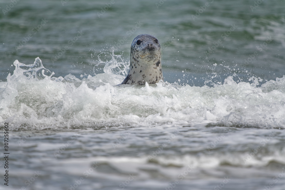 Fototapeta premium Kegelrobbe in Well am Strand, Düne Helgoland
