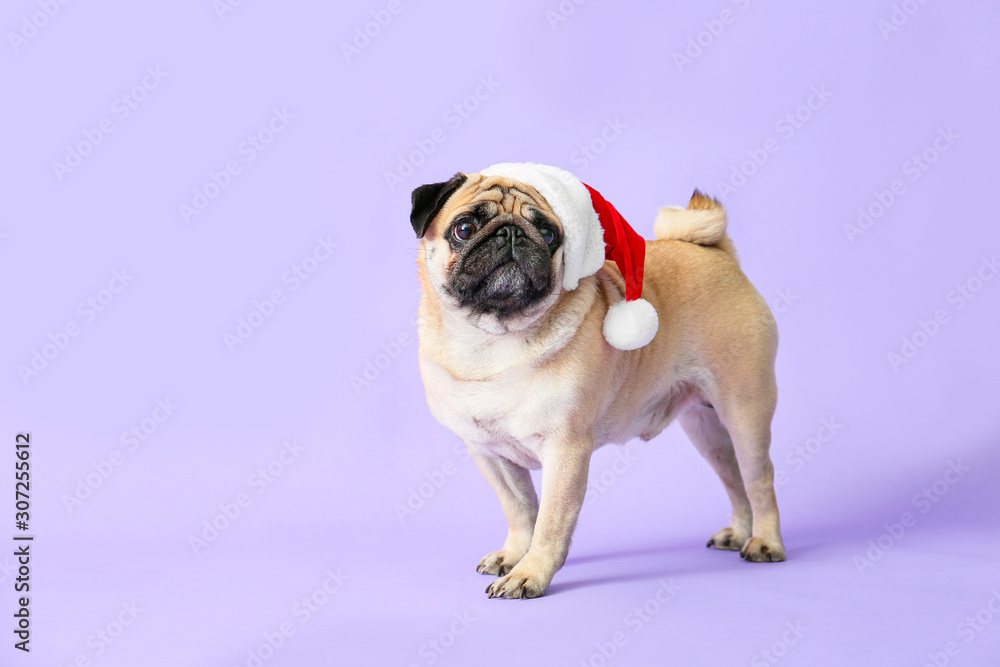 Cute pug dog in Santa hat on color background