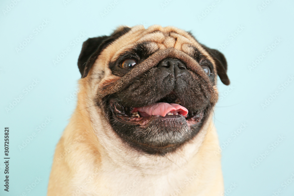 Cute pug dog on color background