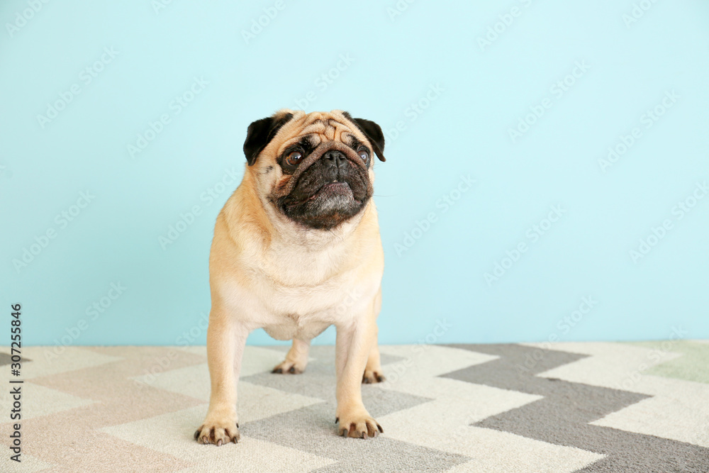 Obraz premium Cute pug dog near color wall
