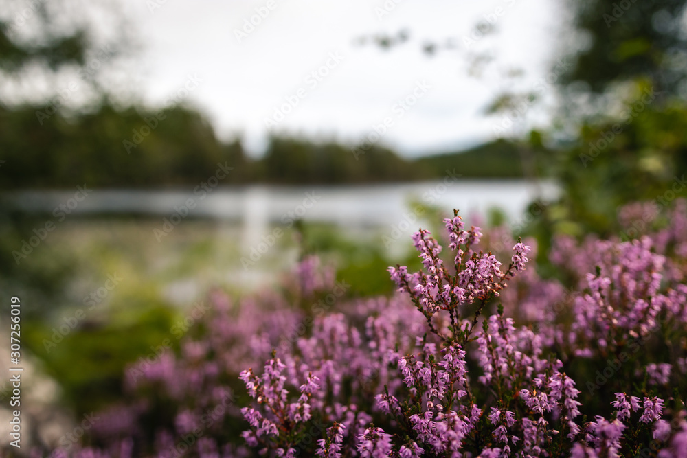 Obraz premium Purple heather in Scotland countryside with blured background of natural lake