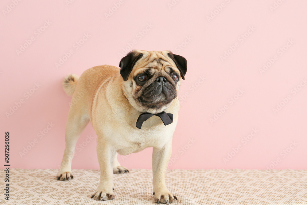 Cute pug dog with bowtie near color wall