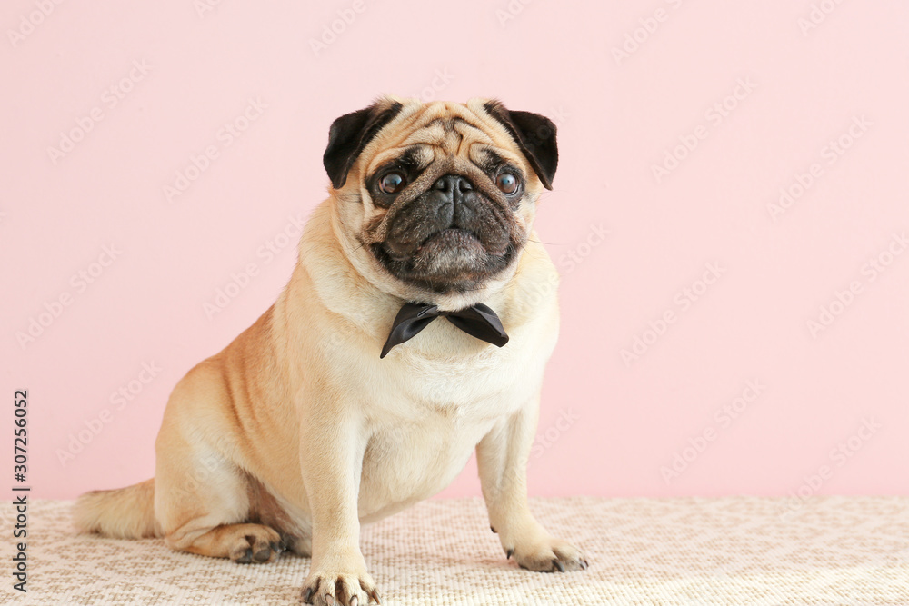Cute pug dog with bowtie near color wall