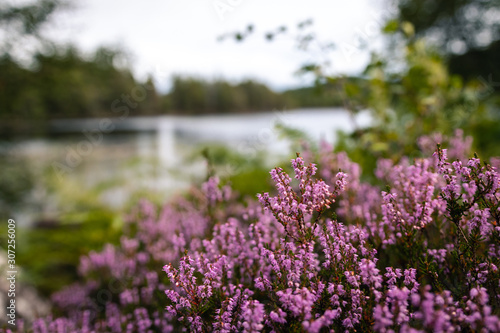 Purple heather in Scotland countryside with blured background of natural lake