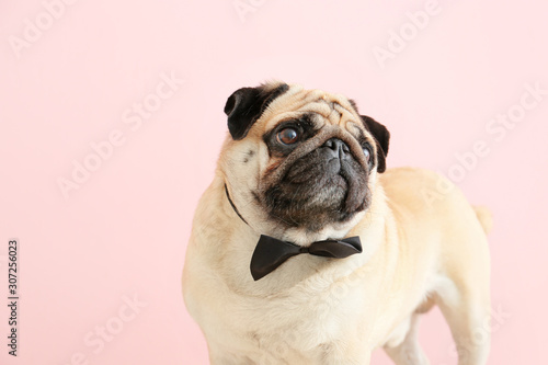 Cute pug dog with bowtie on color background © Pixel-Shot