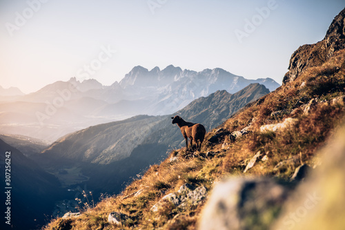 Sheep in the Mountains photo