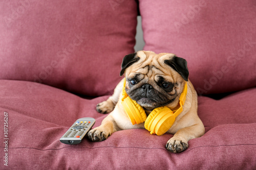 Cute pug dog with headphones and TV remote control on sofa photo