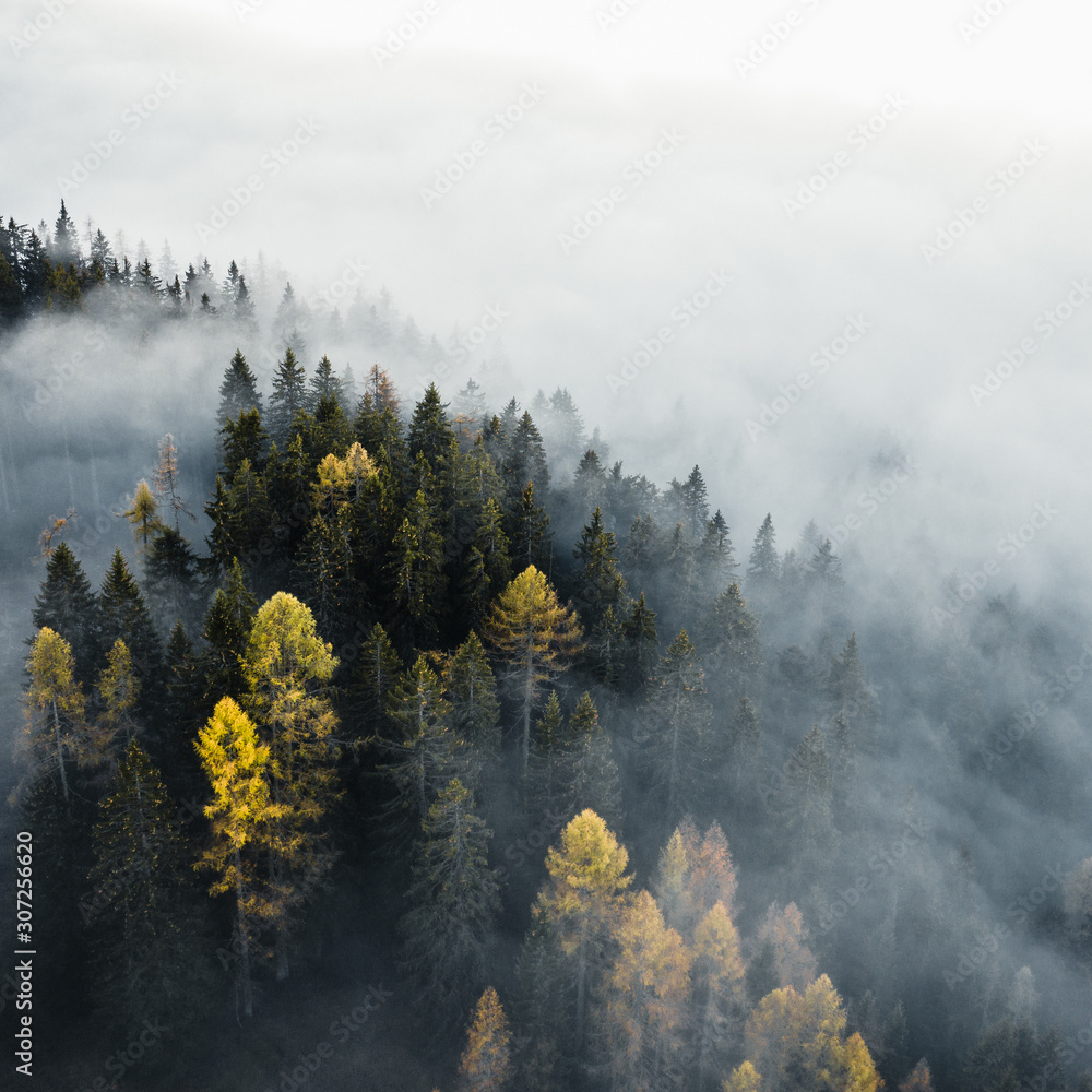 Fototapeta Tajemniczy las z żółtymi liśćmi we mgle, widok z góry