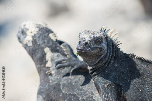 Close-up of two black iguana on white sand, on top of each other, Galapagos, Ecuador. Focus on the face, the rest is blurred. © Travelling Jack