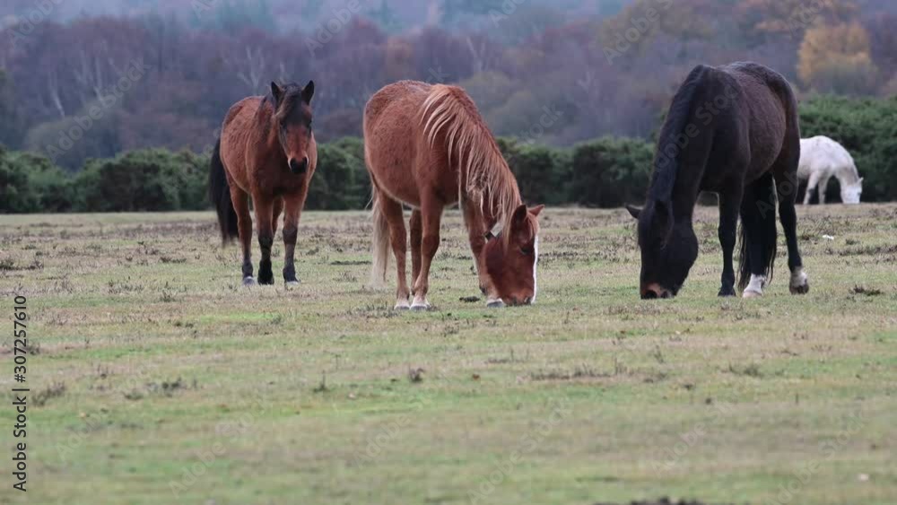 Ponies and horses grazing in the new forest Ponies and horses grazing in the new forest