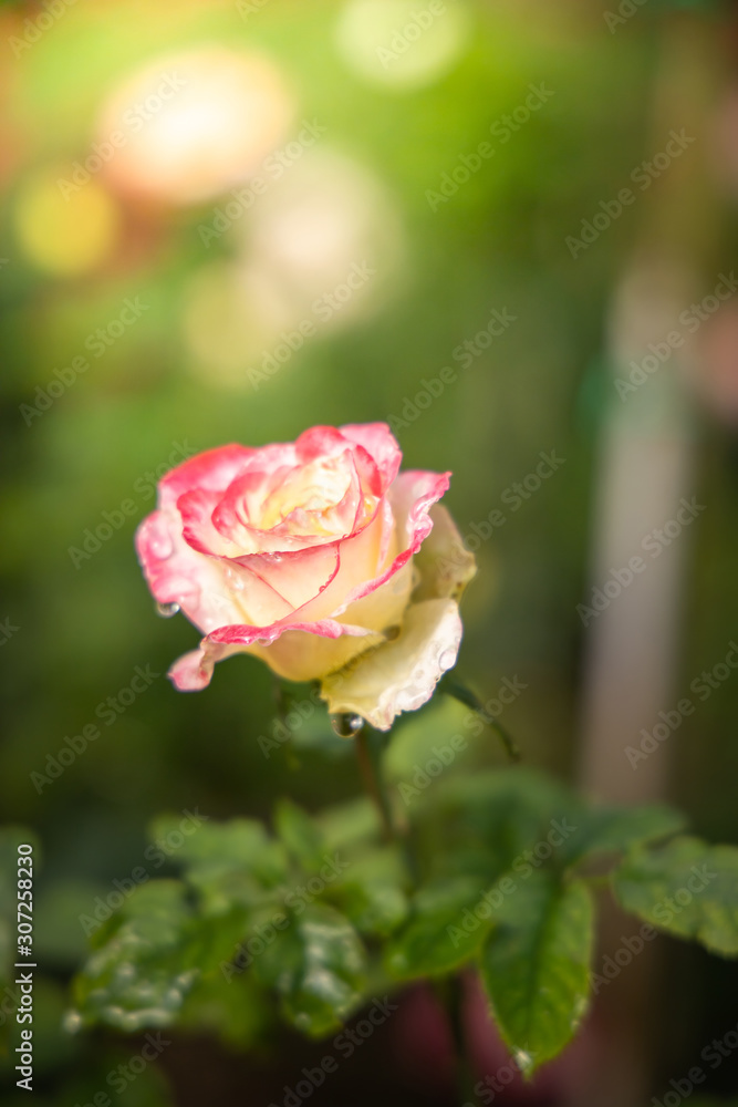 Roses in the garden Roses in the garden