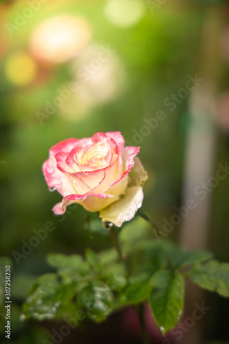 Wallpaper Mural Roses in the garden Torontodigital.ca