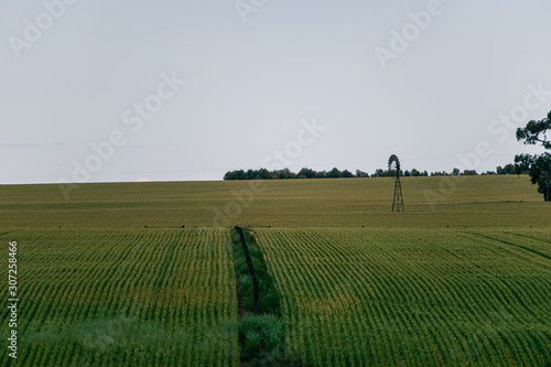 windmill in the field