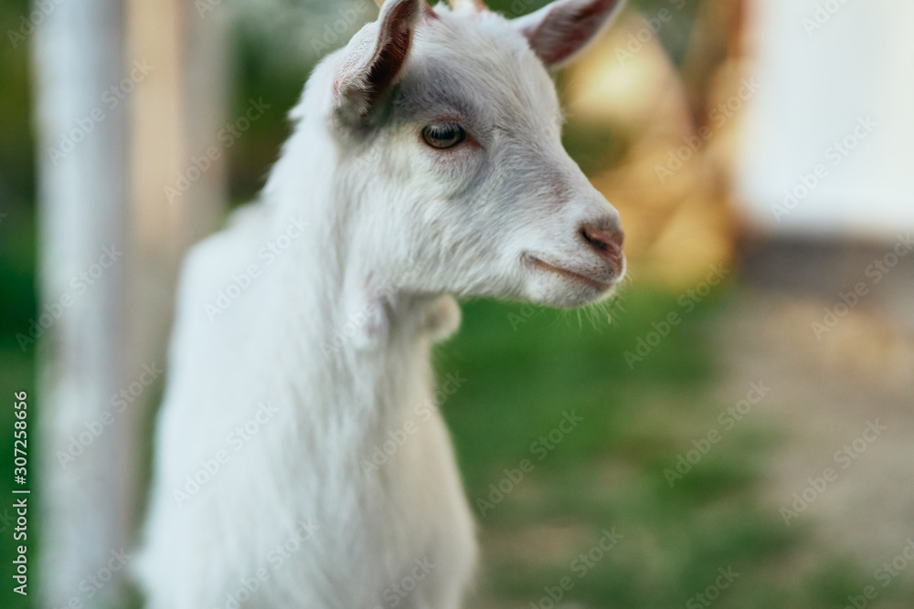 goat on the farm