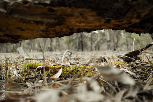 Log bridge