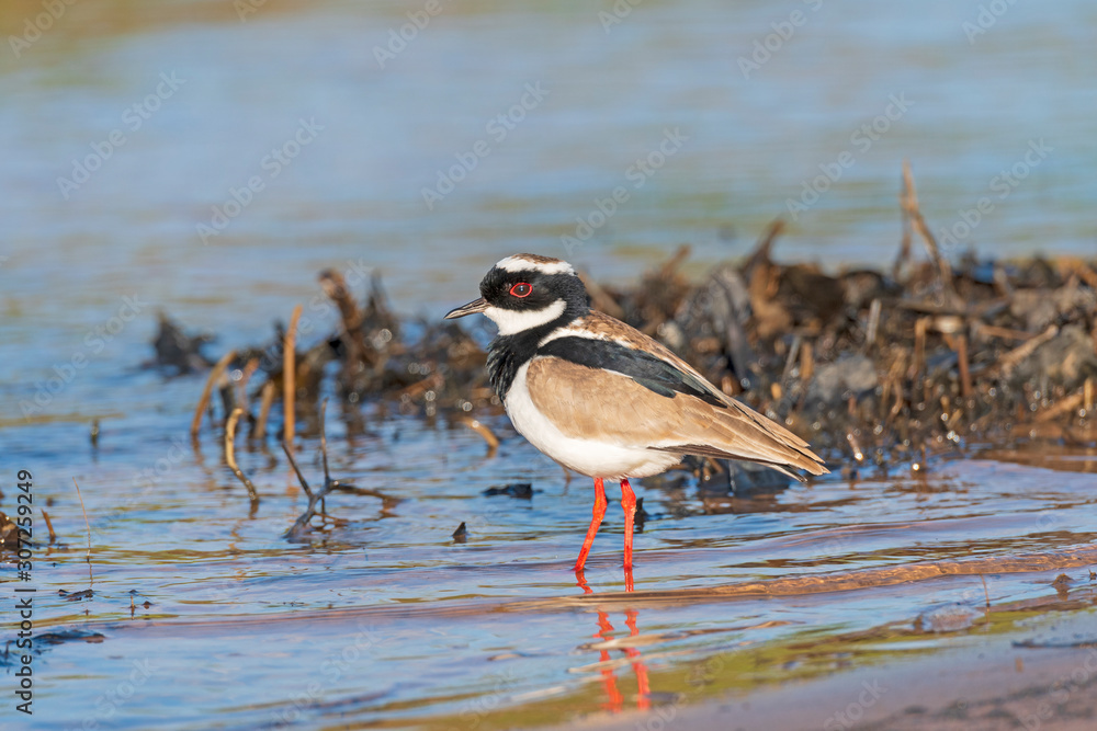 Pied Plover on a Wetland Shore Pied Plover on a Wetland Shore