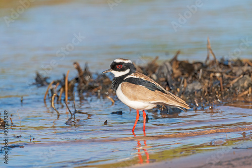 Pied Plover on a Wetland Shore