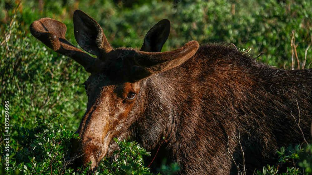 Bull Moose grazing high in the mountains Bull Moose grazing high in the mountains