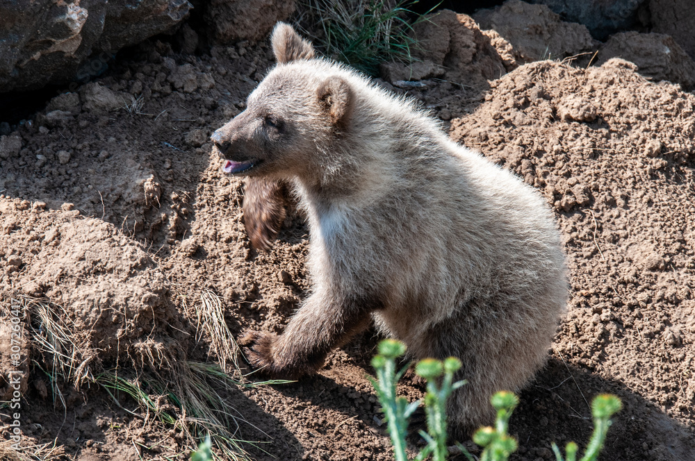 Fototapeta premium Grizzly Bear Cub in the woods