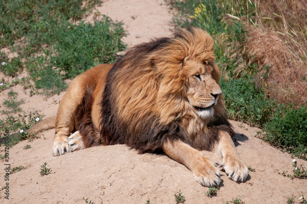 Naklejka premium Large African Lion resting in the sun