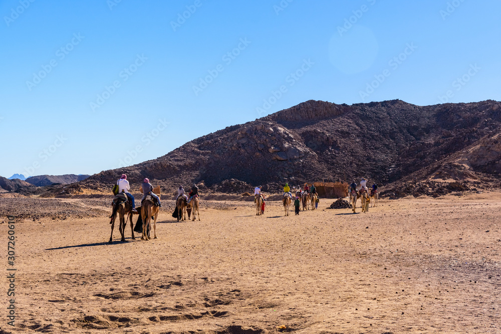 Tourists riding camels in bedouin village not far from the Hurghada city, Egypt