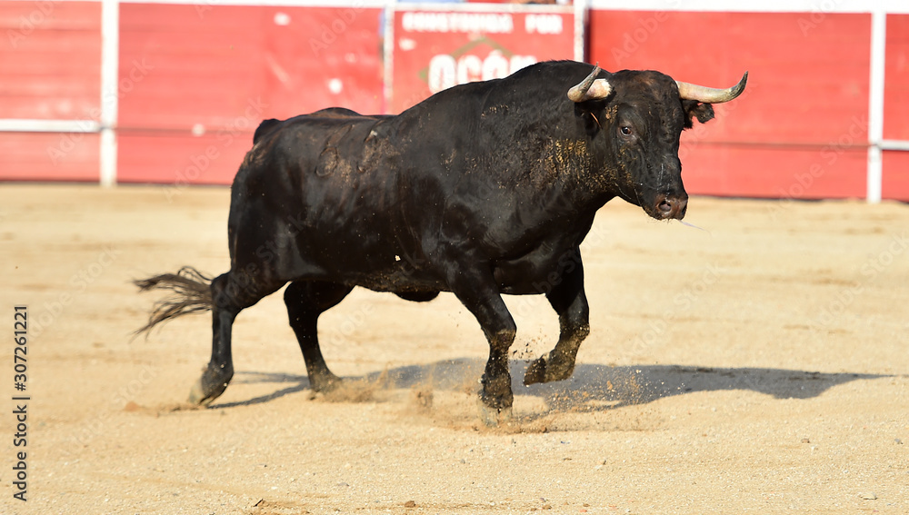 toro español en una plaza de toros toro español en una plaza de toros
