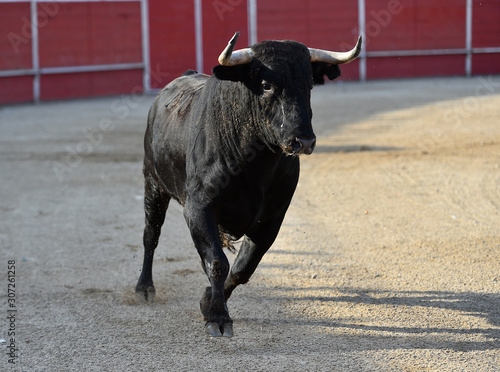 bull in spain