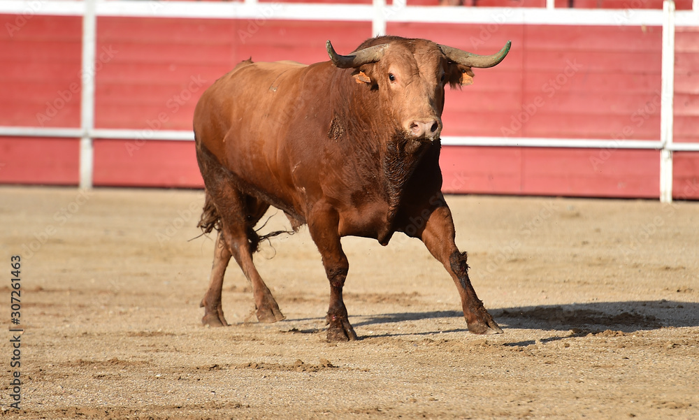 toro español en una plaza de toros toro español en una plaza de toros