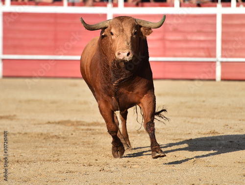 toro en españa con grandes cuernos en una plaza de toros