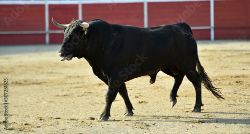 toro español corriendo en una plaza de toro con grandes cuernos