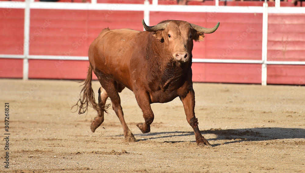 toro español en una plaza de toros toro español en una plaza de toros