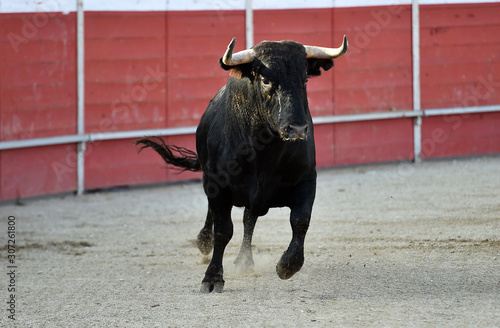 toro español corriendo en una plaza de toro con grandes cuernos