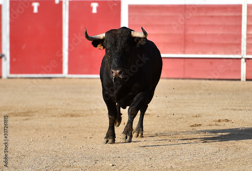 toro español en una plaza de toros © alberto