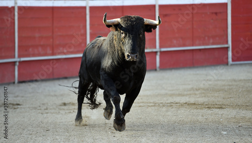 toro español en una plaza de toros