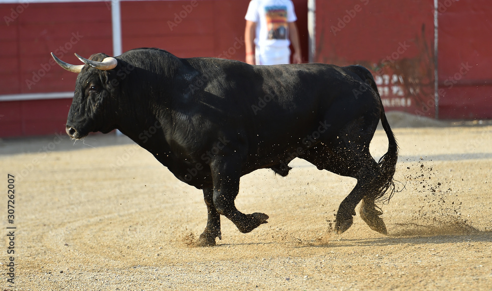 toro español en una plaza de toros 