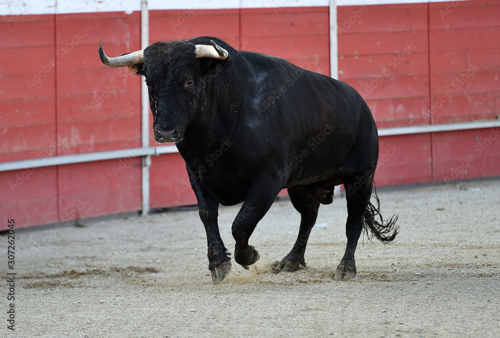 toro español en una plaza de toros toro español en una plaza de toros