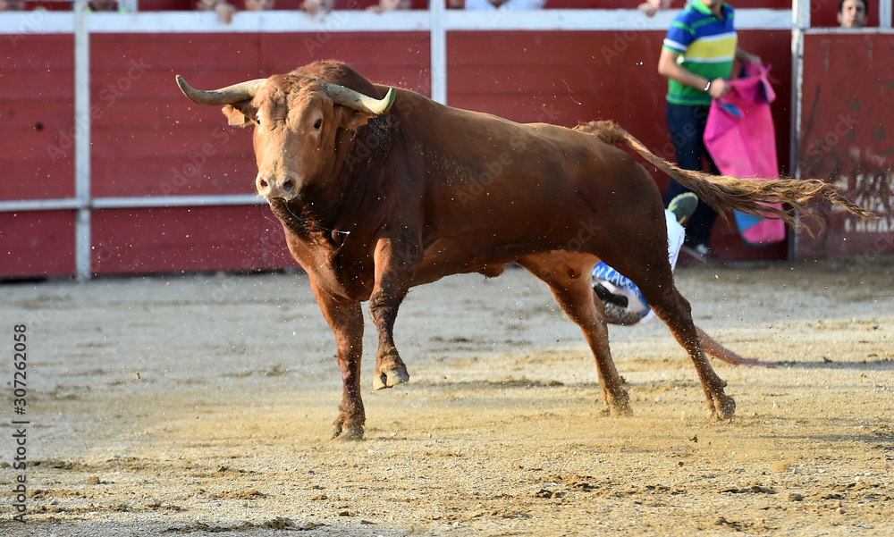 toro español en una plaza de toros toro español en una plaza de toros